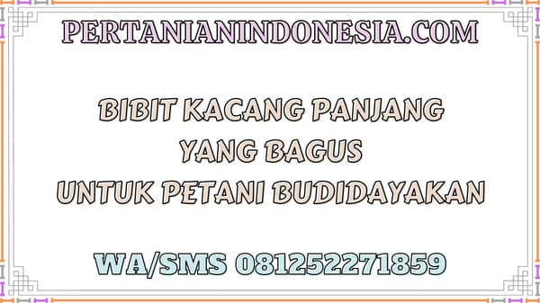 Bibit Kacang Panjang Yang Bagus Untuk Petani Budidayakan